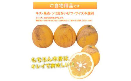 訳あり 河内晩柑 4kg 晩柑 ばんかん 柑橘類 果物 フルーツ 【2026年7月下旬迄発送予定】