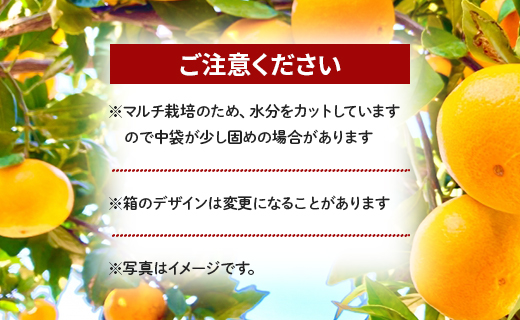 【数量限定】土佐乃かなや マルチ 山北みかん 約3kg - 送料無料 フルーツ 果物 くだもの 温州みかん ミカン 柑橘 甘い おいしい 旬 季節限定 かなや農園 合同会社Benifare 国産 特産