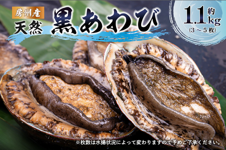 【先行受付 2025年5月～9月上旬発送予定】房州産天然黒あわび約1.1kg mi0014-0009 ｱﾜﾋﾞ 鮑 貝 巻貝 千葉県ﾌﾞﾗﾝﾄﾞ水産品 最高級品 房州黒ｱﾜﾋﾞ