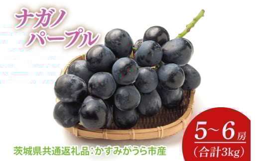 【先行予約】【2025年7月より発送開始】ナガノパープル 3kg(5〜6房)（茨城県共通返礼品：かすみがうら市産）｜ぶどう ナガノパープル 果物 フルーツ くだもの 共通返礼品 先行予約 数量限定 茨城県 かすみがうら市産 大子町(CD160)