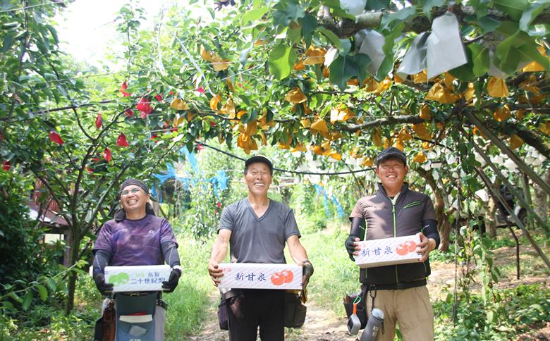 【先行予約】中野農園 梨 ”新甘泉” 3玉入り｜鳥取 岩美 梨 なし ナシ 赤梨 果物 フルーツ 常温 ※お届けは2026年8月下旬以降【41019】