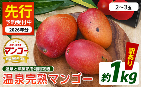 2026年 発送 訳あり 温泉 完熟 マンゴー 約1kg トロピカルファームいぶすき IB059-003 マンゴー フルーツ 果物 わけあり ご家庭用