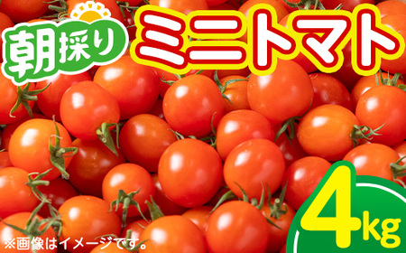 朝採れ ミニトマト4㎏！甘さと酸味の絶妙なバランス！鹿児島県産 トマト 新鮮 サラダ お弁当 ソース マリネ 【A-1934H】