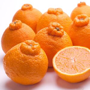［先行予約］厳選 不知火10kg+250g（傷み補償分）［デコポンと同品種・人気の春みかん］［IKE253］