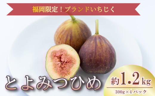 【2026年8月上旬から10月中旬発送】福岡限定 ブランドいちじく《とよみつひめ》約300g×4パック いちじく イチジク itiziku 無花果 とよみつひめ フルーツ ふるーつ 果物 くだもの