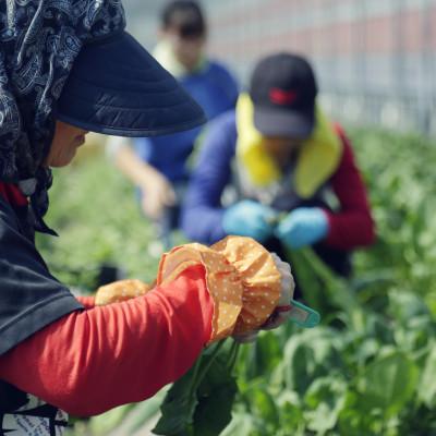 ふるさと納税 南国市 【毎月定期便】旬の朝採れ土佐野菜詰め合わせ大(10〜13品目)全6回 |  | 03