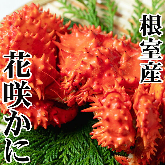 【ふるさと納税】 [北海道根室産] 花咲かに400g前後〜500g前後×6尾 花咲がに 花咲 花咲ガニ 花咲蟹 かに カニ 蟹 お取り寄せ グルメ 海鮮 北海道 根室市 ふるさと納税 C-76039