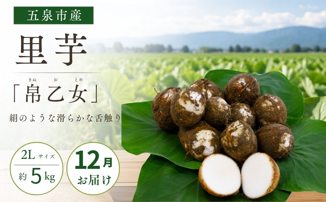 【12月中にお届け】さといも「帛乙女（きぬおとめ）」 2L・5kg 五泉ブランド野菜 里芋 サトイモ 贈答用 新潟県 五泉市 五泉市園芸組織連絡協議会