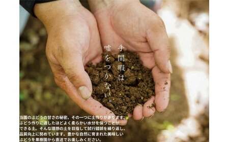 【2026年先行予約】 厳選ぶどう 岡山県産 クイーンニーナ 1.0kg以上（2房） 【kgftmt005-02】
