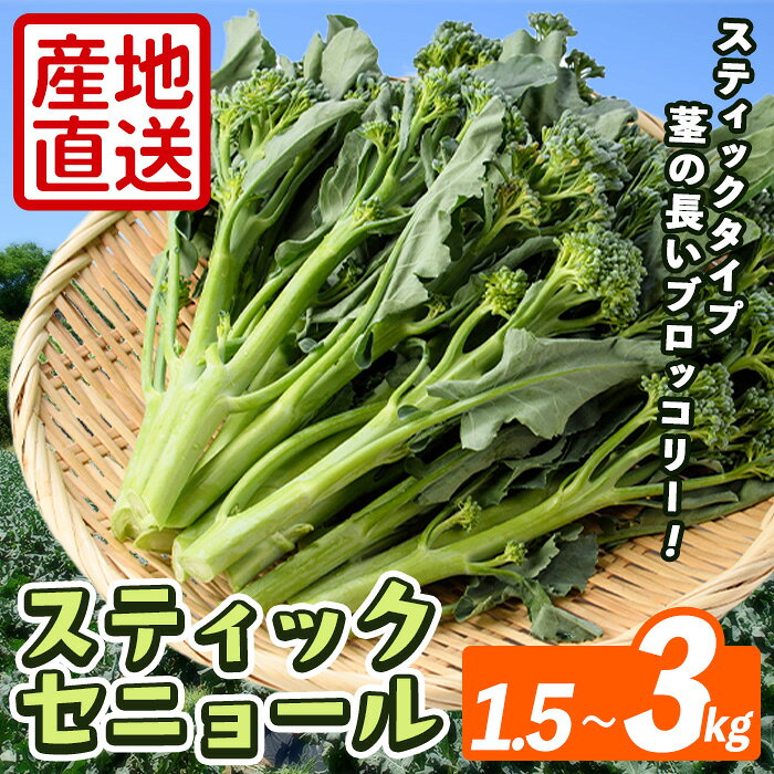 【ふるさと納税】＜先行予約受付中！2026年11月上旬以降順次発送予定＞＜容量が選べる！＞ スティックセニョール (1.5～3kg) 国産 鹿児島県産 阿久根市産 ブロッコリー 野菜 サラダ お弁当 ピクニック 産地直送 茎ブロッコリー 肉巻き 数量限定 期間限定【うとさんち】