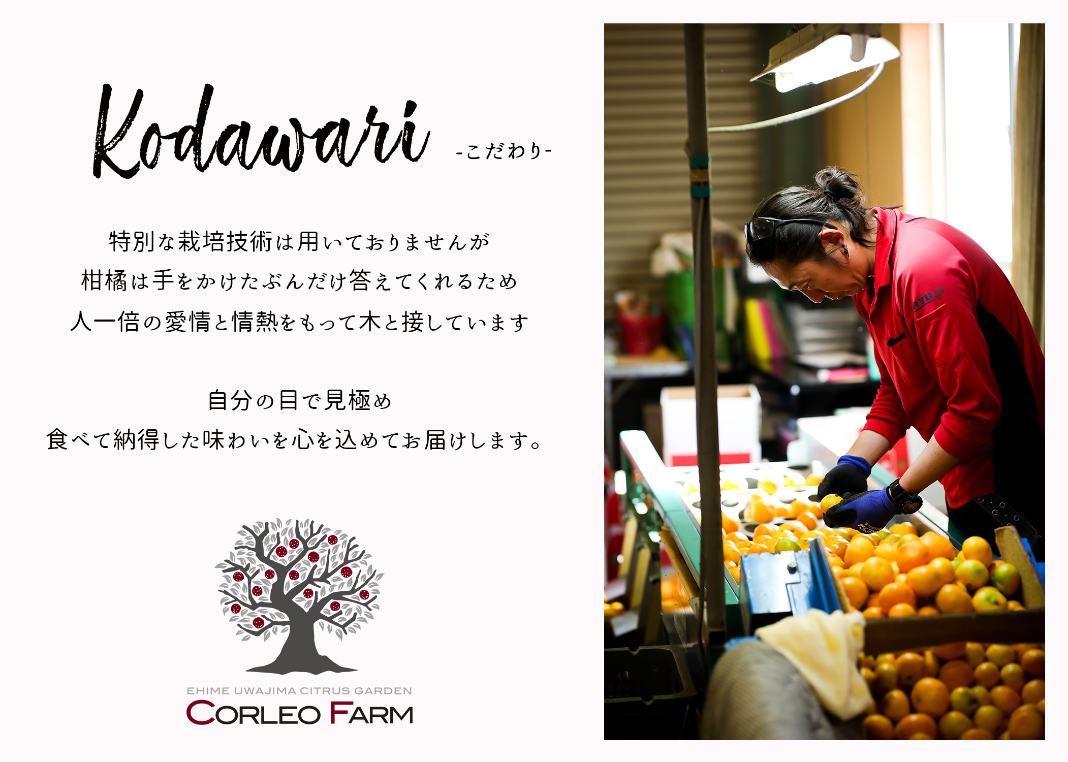 甘平 2kg コルレオファーム 愛媛みかん 甘い 平たい 高級 高級柑橘 希少 限定 品種 シャキシャキ 果物 くだもの 先行予約 mikan フルーツ 柑橘 かんきつ みかん ミカン 蜜柑 かんぺい