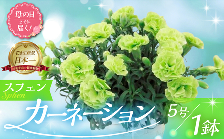 《母の日までにお届け》【スフェン】カーネーション 鉢植え 5号鉢 花 フラワー ギフト 母の日 贈り物 プレゼント 母 ママ お母さん ありがとう 感謝 贈答 鉢
