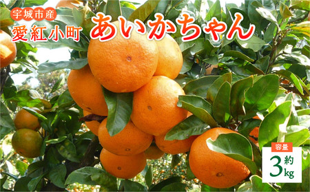先行予約 みかん 愛紅小町 あいかちゃん 約3kg 25～35玉 吉田レモニー  2026年11月上旬から2027年1月下旬発送予定