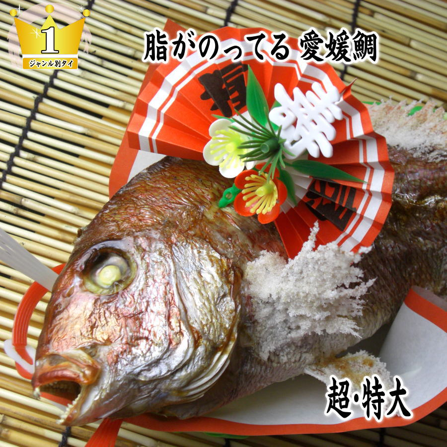 
            [№5309-0073]天然祝鯛　炭火焼　2kgアップ（愛媛活け鯛）
          