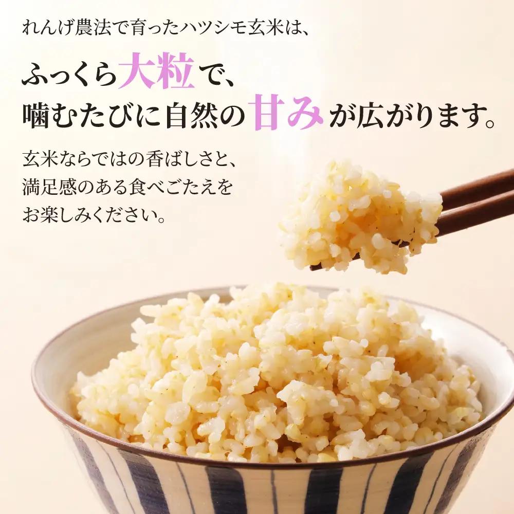 玄米 R7年産 10kg  ハツシモ｜玄米