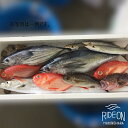 【ふるさと納税】019-3 魚のデパートカネヒロ 駿河湾のお魚びっくり箱（プレミアム） / 鮮魚 魚 地魚 静岡県