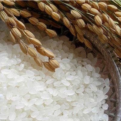 ふるさと納税 神埼市 【令和7年産】さがびより 精米 5kg 農園(H061A05) |  | 01