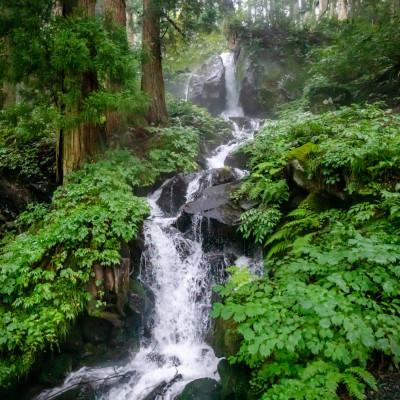 ふるさと納税 津南町 【毎月定期便】県認証特栽元祖魚沼産コシヒカリ10kg (10kg×1袋)×3回 合計30kg全3回 |  | 02