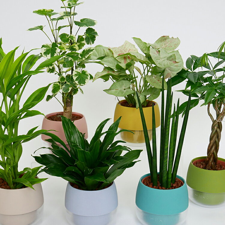 【ふるさと納税】 観葉植物 ハイミニビビスモーキー 6個 セット [三浦園芸 愛知県 岡崎市 ok23bzw830002] 水耕栽培 ミニ 植物 ハイドロコーン 発砲煉石 陶器 管理方法 緑のある暮らし 育てやすい 初心者 手軽