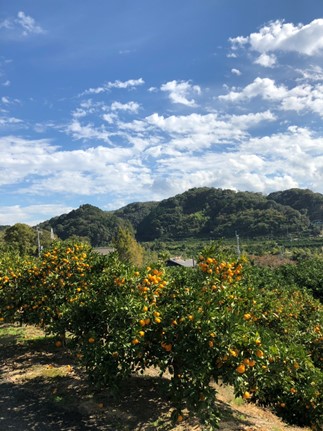 産地直送 贈答用 有田みかん Mサイズ 約10kg 喜楽farms 【2025年11月以降順次発送】AL06_イメージ3