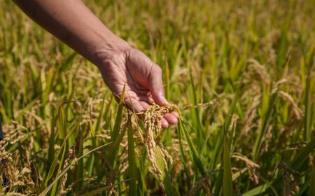 【先行予約】2025年10月中旬以降順次発送【令和7年産】[北斗市産特別栽培米]ゆめぴりか・ななつぼし・ふっくりんこ各2kg　精米したてをお届け  | 「ザ！鉄腕！DASH！！」で紹介！ | 全国で活