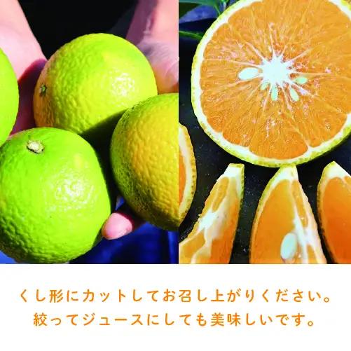 【先行予約】希少柑橘「スイートスプリング」10kg 果物 フルーツ くだもの 柑橘 オレンジ みかんジュース おすすめ プレゼント おすそ分け おやつ スイーツ デザート 常温 産地直送 宮崎県 綾町