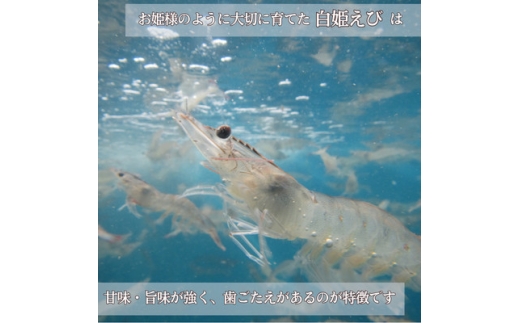 「白姫えび」500g×2箱(南九州市)【1786951】