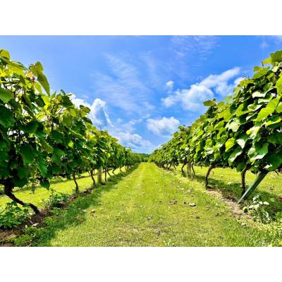 ふるさと納税 北見市 桜夢雫　山幸 750ml |  | 01
