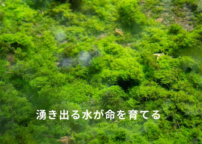 【選べるセット】【定期便全3回】【阿蘇 郷乃舎】野菜ソムリエ上級プロ厳選 農家直送こだわり野菜 6～8品 全3回 郷乃舎 新鮮 やさい 果物 山菜 フルーツ 産地直送 牧場直送 詰め合わせ お取り寄せ