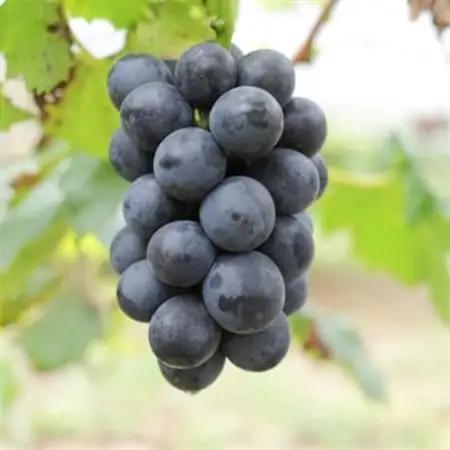 【新鮮・産直】和歌山かつらぎ町産のたねなしピオーネ約2kg(日高町)【2026年度発送分】【配送不可地域：離島・北海道・沖縄県】【1218077】