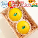 【ふるさと納税】厳選 温室土佐文旦 贈答用木箱入り 大玉 2玉 約600g×2個 ぶんたん ブンタン フルーツ 柑橘 みかん 果物 くだもの 土佐文旦の藤岡 旬 プレゼント ギフト 贈答 贈り物 お歳暮 お取り寄せ 常温 配送 高知県 土佐市 ふるさとのうぜい 故郷納税 返礼品