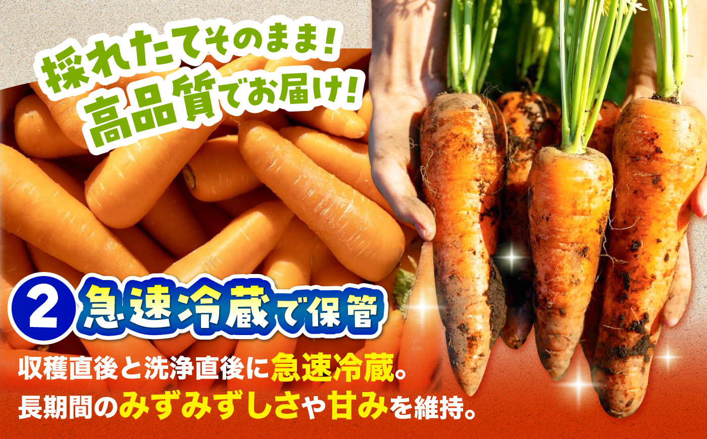 【先行予約】【2026年12月順次発送開始】秋にんじん5kg / にんじん ニンジン 野菜 β-カロテン 食物繊維 抗酸化作用 栄養満点 熊本県産 菊陽町　【株式会社 まゆみ農園】 [BHCW015]