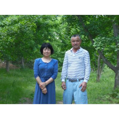 ふるさと納税 山辺町 【先行受付】殻付き銀杏 (ぎんなん)【L】 約1kg(200g×5パック) |  | 02