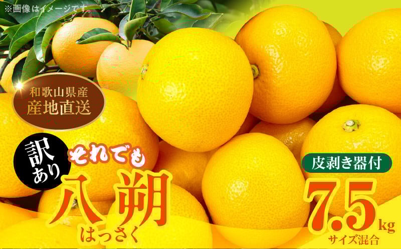 
                  MK1026_訳あり それでも 八朔  (はっさく) 箱込 7.5kg (内容量約 6.8kg) サイズミックス 皮剥き器付 和歌山県産  産地直送
                