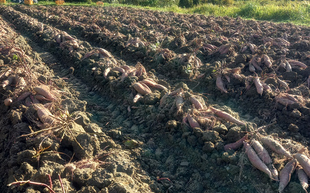 自然栽培で育てた蜜たっぷり紅はるか＆ホクホク金時芋　☆熟成済☆ 約5kg ／ 無農薬 国産野菜 無化学肥料 さつまいも 芋 蜜芋 トロトロ おやつ ホクホク 焼き芋 天ぷら 煮物 スイートポテト ポタ