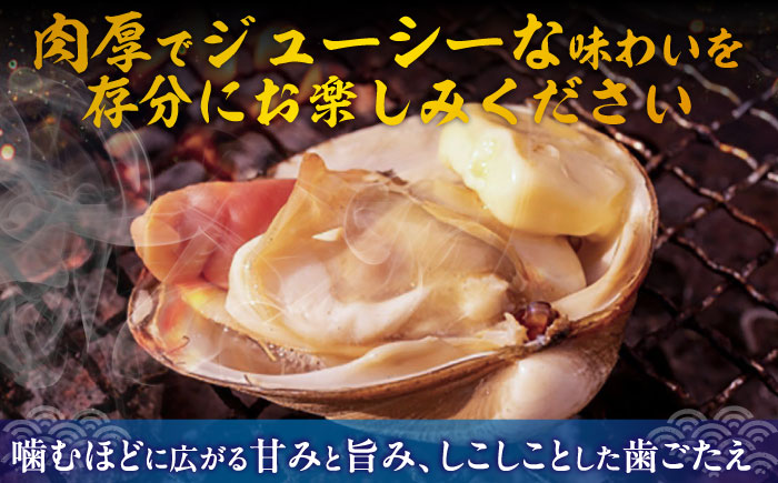 7月中旬以降順次発送！厚真町近海で獲れた 活ほっき貝 3kg（約12～18個）《厚真町》【鵡川漁業協同組合】 ほっき ほっき貝 ホッキ ホッキ貝 北寄貝 海鮮 冷蔵配送 北海道 [AXAL003]