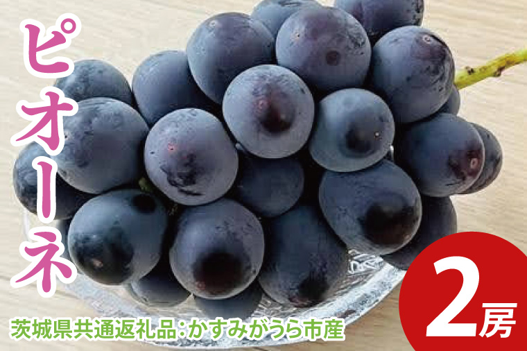 【先行予約】ピオーネ 2房（茨城県共通返礼品：かすみがうら市産）　※2025年9月初旬～2025年10月下旬頃に順次発送予定（CD029）