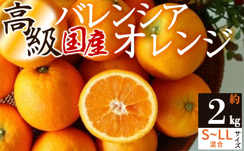 
                  ZS6150_主井農園 高級 国産 バレンシアオレンジ 2kg サイズ混合
                