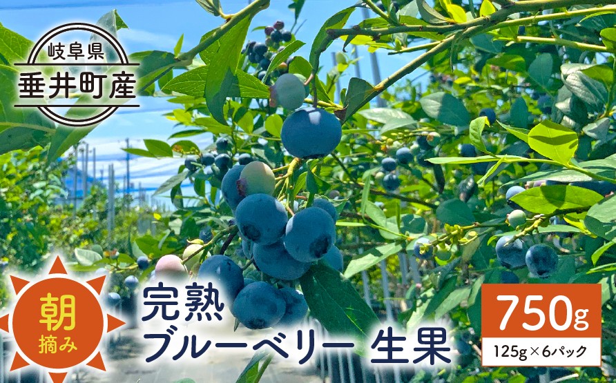 
                  【岐阜県垂井町産】 朝摘み完熟ブルーベリー 生果 750g（125g×6パック）| ブルーベリー 生果 木の実  果実 朝摘み 完熟 甘酸っぱい ジャム デザート 産地直送 
                
