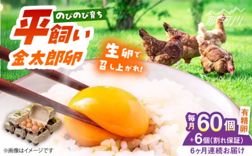 【全6回定期便】【TVで紹介！】鮮度ＡＡ級の世界最高ランク！ 金太郎卵 平飼い 卵 60個（6個入り?10パック）＜有限会社 フジノ香花園＞那珂川市 卵 金太郎卵 平飼い卵 平飼い 卵 たまご[GAM012]