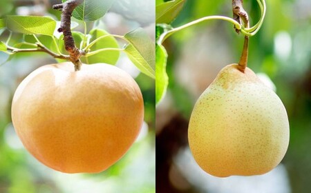 あたご梨 2～3玉・鴨梨（ヤーリー） 3～7玉 詰合せ 合計約4kg 化粧箱 梨 ナシ なし 愛宕梨 あたごなし ジャンボ梨 【2026年11月下旬～12月下旬発送予定】