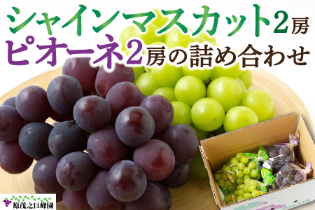 【先行予約】原茂之巨峰園 シャインマスカット2房とピオーネ2房の詰め合わせ 2025年8月中旬から9月中旬 出荷予定