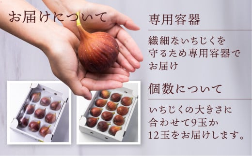 先行予約 完熟 いちじく［極］ 2025年6月～10月お届け いちじく イチジク フルーツ 果物