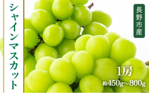 
                  ★ 紅玉屋 長野市産大粒シャインマスカット1房（約450g～800g）【2026年9月上旬頃より順次発送】 |  シャインマスカット ぶどう フルーツ 果物 国産 人気 おすすめ ギフト プレゼント 送料無料 長野県 長野市 信州 信濃 ふるさと納税
                