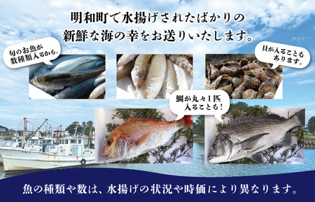伊勢湾直送 なにが届くかな 明和の海産ガチャ Sサイズ 魚 貝 干物 海藻 新鮮 海鮮 海産 直送 海 漁師 おまかせ 旬 季節 お楽しみ 選べる内容量 I52