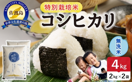 令和8年産 佐渡島産コシヒカリ 無洗米4kg 特別栽培米 | 新潟県産コシヒカリ 新潟産コシヒカリ 佐渡産コシヒカリ コシヒカリ 特別栽培米 お米 米 無洗米 むせんまい おこめ コメ 4キロ にいがた さど 新潟県 佐渡市