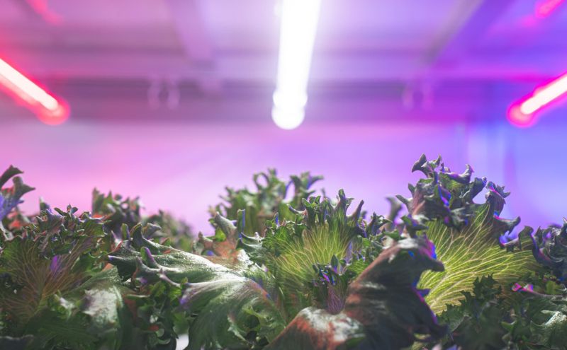 チケット 東京 【2/23(月・祝)開催】FARM HANEDA見学会チケット 見学 収穫 体験 体験チケット 植物工場 野菜 栽培 レタス ラディッシュ サラダホウレンソウ 大田区 東京都