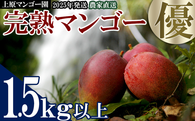 2025年発送 農家直送【上原マンゴー園】優品完熟マンゴー　1.5kg以上　先行予約 完熟 マンゴー アップル 南国 沖縄 国産 フルーツ くだもの 果物 果実 トロピカル 産地直送 贅沢 濃厚 冷蔵 スイーツ デザート 旬の果物 贈答用 名護
