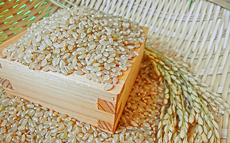 令和7年産 はえぬき  玄米 順次発送 10kg 5kg×2袋 山形県産 ap-hagxa5x2-0