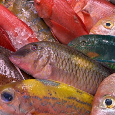 ふるさと納税 座間味村 慶良間諸島の自然味覚 旬のお魚3種セット |  | 01